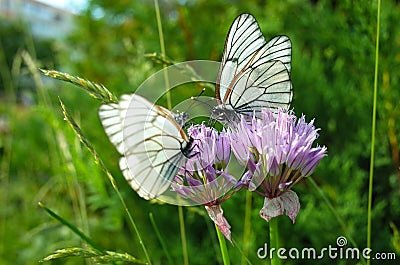 White butterflies with black veins gathers nectar on purple wild onion flower Stock Photo