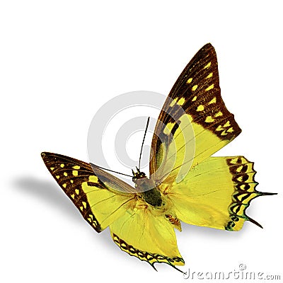 White Butterfly Stock Photo