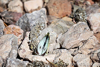 A white butterfly on a brownish stone background Stock Photo