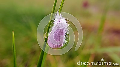 White butterfly closed his wings on grass. Stock Photo