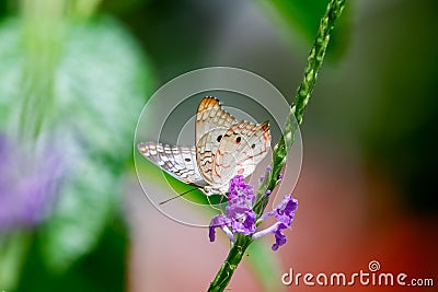 White butterfly feeding on nectar from a Vervain flower in a pollinator garden Stock Photo