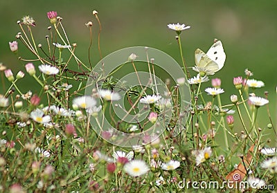 White Butterfly Flowers Stock Photo