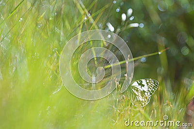 White butterfly hidding on herbs Stock Photo