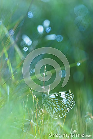 White butterfly hidding on herbs Stock Photo