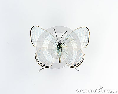 White butterfly isolated on white. Lycaenidae close up macro, collection butterflies Stock Photo