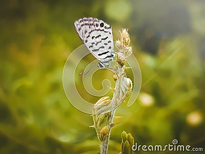 White butterfly natur 4k photo Stock Photo