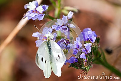 White butterfly on purple flowers Stock Photo