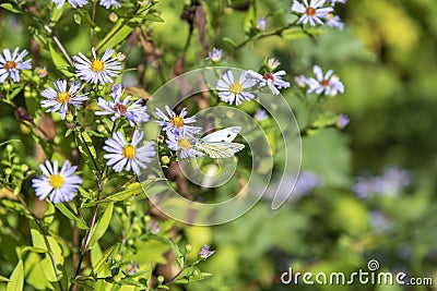 White butterfly sits on bushy aster flower Stock Photo