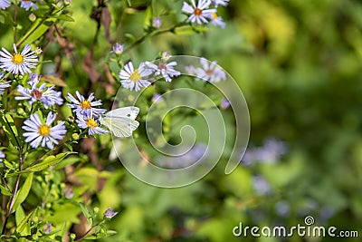 White butterfly sits on bushy aster flower Stock Photo
