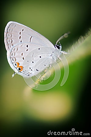 White butterfly on soybean leaf Stock Photo