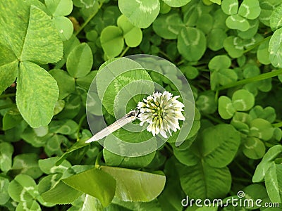 A white butterfly standing on small white flower Stock Photo