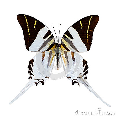 White butterfly tropical Graphium androcles, Indonesia Stock Photo