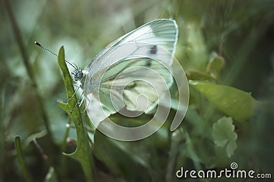 White cabbage butterfly sits on a leaf of dandelion on a green blurred background. Pieris rapae from family Pieridae. Stock Photo