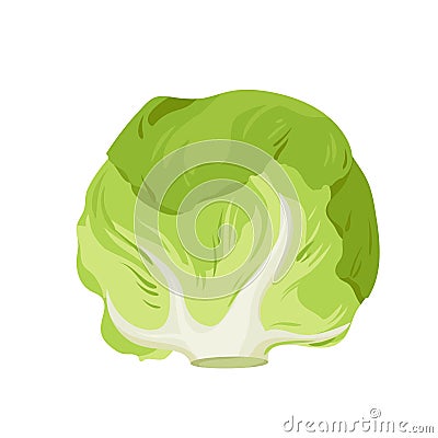 White cabbage, farm product and food ingredient, isolated single green head of cabbage Cartoon Illustration