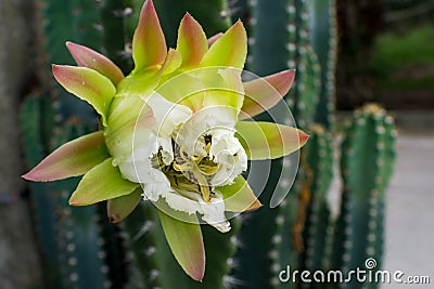 White Cactus Flower Stock Photo