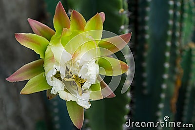 White Cactus Flower Stock Photo