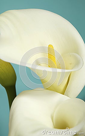 White Cala Lilies on Light Blue Background Stock Photo