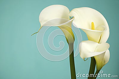 White Cala Lilies on a light Blue Background Stock Photo