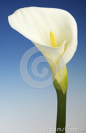 White Cala Lily on a Blue Background Stock Photo