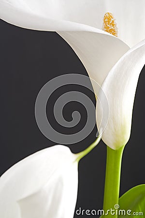 White calla Stock Photo