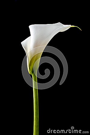 White calla Stock Photo