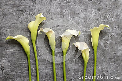 White calla flowers (Zantedeschia) on grey background, Stock Photo