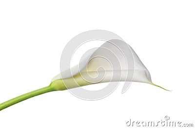 White calla lilie Stock Photo