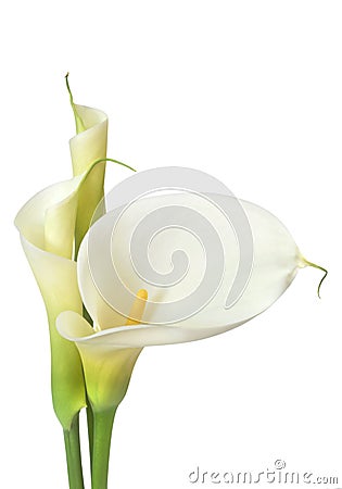 White Calla Lilies Stock Photo