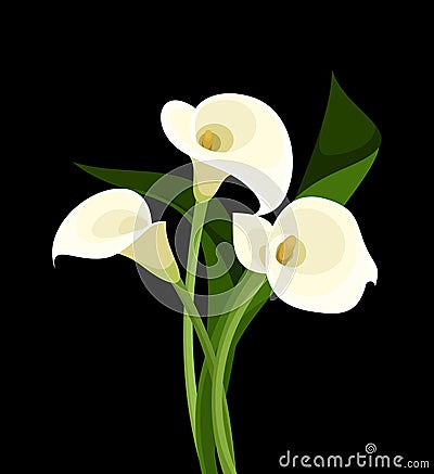 White calla lilies on black. Vector Illustration