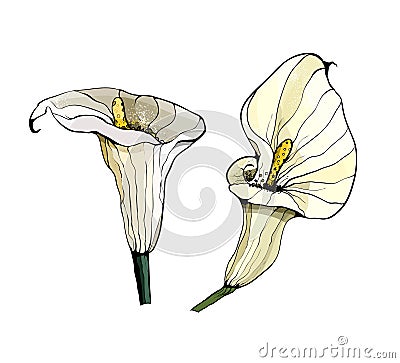 White calla lilies. Sketch of calla lilies flowers. Vector Illustration
