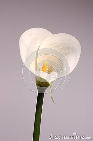 White calla lily Stock Photo