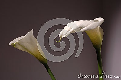 White calla lily Stock Photo