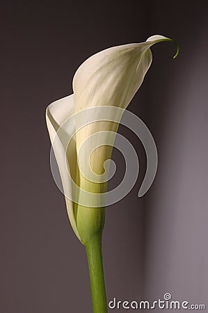 White calla lily Stock Photo