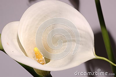 White calla lily Stock Photo