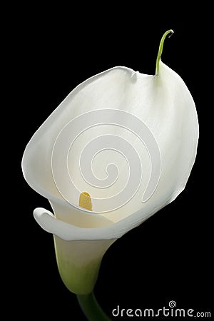 White calla lily Stock Photo