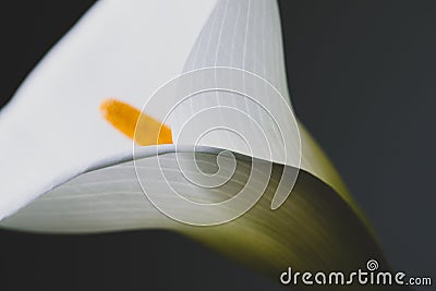 White calla lily flower shot in studio on dark grey background, extreme close up of flowers delicate texture. Stock Photo