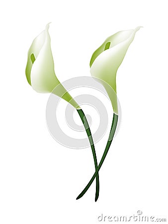 White Calla Lily Flowers or White Arum Lily Blossoms Vector Illustration