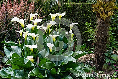 White Calla Lily plant in bloom Stock Photo