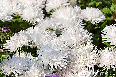White Callistephus flower blossom needle scones, close-up floral background. Autumn flower aster daisy Stock Photo
