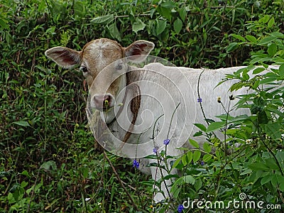 White calve beautiful image Stock Photo
