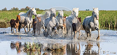 White Camargue Horse with foal run in the swamps nature reserve. Parc Regional de Camargue. France. Provence. Cartoon Illustration