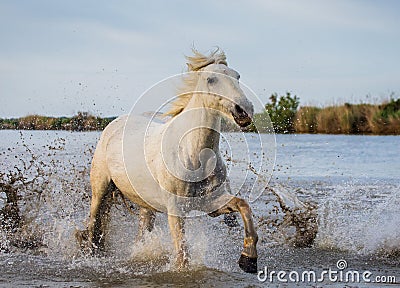 White Camargue Horse is runing in the swamps nature reserve. Parc Regional de Camargue. France. Provence. Cartoon Illustration
