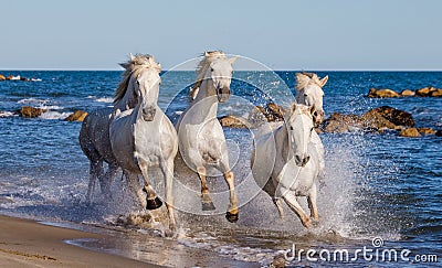 White Camargue Horses galloping along the sea beach. Parc Regional de Camargue. France. Provence. Cartoon Illustration