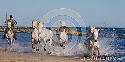 White Camargue Horses galloping along the sea beach. Editorial Stock Photo