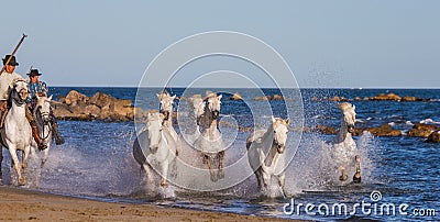 White Camargue Horses galloping along the sea beach. Editorial Stock Photo