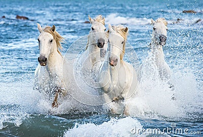 White Camargue horses galloping through blue water Stock Photo