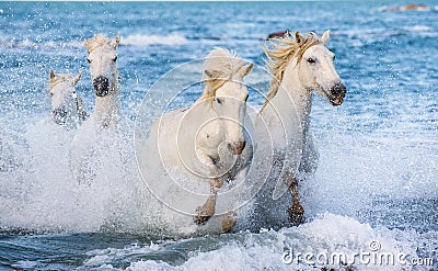 White Camargue horses galloping through blue water Stock Photo