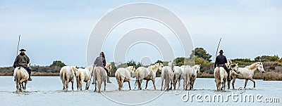 White Camargue Horses . Riders and White horses of Camargue in the water of river. Editorial Stock Photo