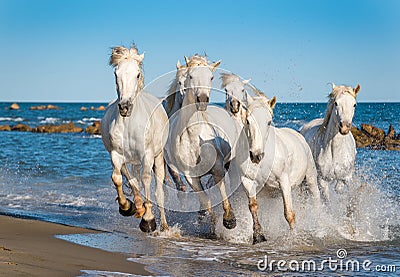 White Camargue Horses running on the water Stock Photo