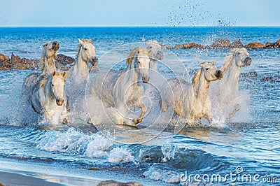 White Camargue Horses running on the water Stock Photo